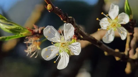 White cherry blossom on a tree. Stock Footage 307844424