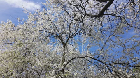 White Cherry Blossom Tree In Full Bloom Against Blue Sky Stock Footage 339075423