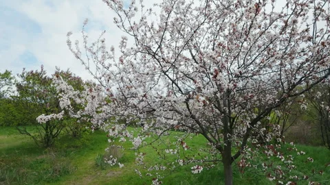White Cherry Blossom Tree In Full Bloom In Spring Park Landscape Vidéo 342594648
