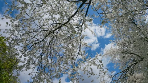 White Cherry Blossom Tree In Full Bloom Against Overcast Sky In Spring Video stock 342595159