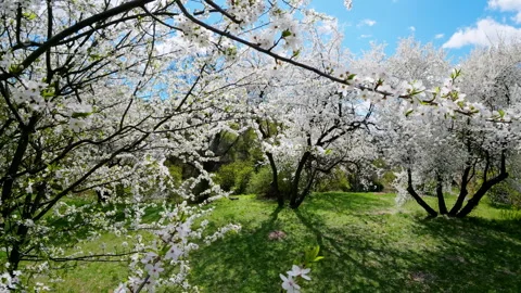 White Cherry Blossom Tree In Full Bloom Against Overcast Sky In Spring Stock Footage 343550756