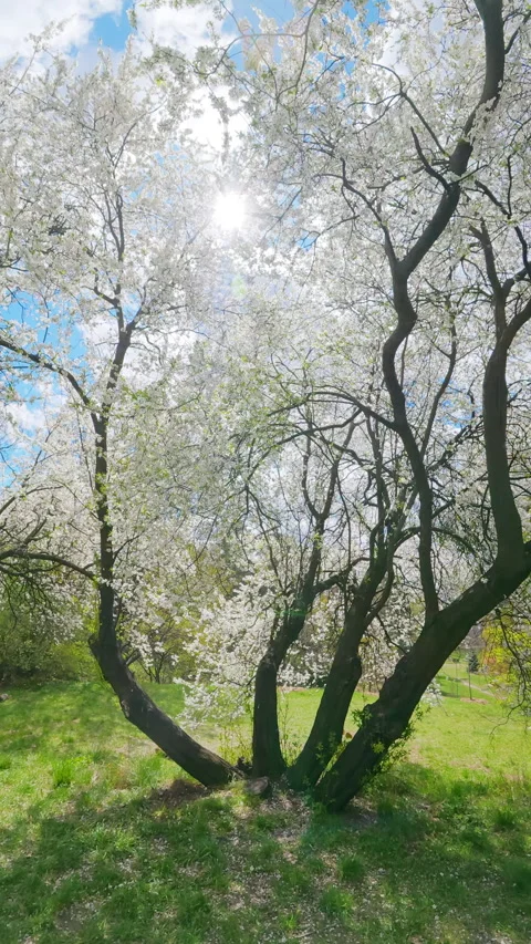 White Cherry Blossom Tree In Full Bloom In Spring Park Stock Footage 345581900