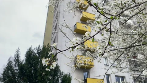 White cherry blossom tree, sakura, blooming during spring season in Poland; Stock Footage