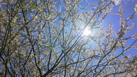 White Cherry Blossom Tree In Spring Against Sunny Blue Sky Stock Footage 333765555