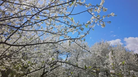 White Cherry Blossom Tree In Spring Against Overcast Sky Stock Footage 334848962