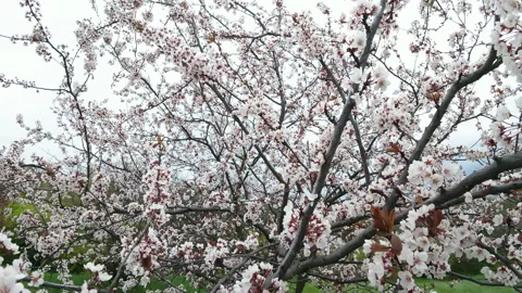 White Cherry Blossom Tree In Spring Against Overcast Sky Stock Footage 339614013