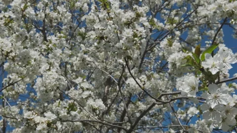 White cherry blossom tree at spring against blue sky Stock Footage 346139279