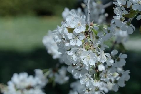 White cherry blossom tree at spring Foto stock