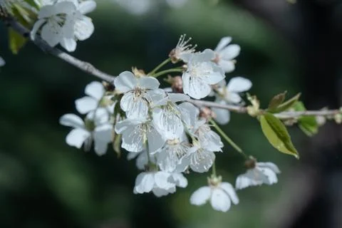 White cherry blossom tree at spring Foto stock