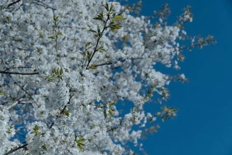 White cherry blossom tree at spring Foto stock