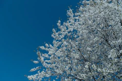 White cherry blossom tree at spring Foto stock