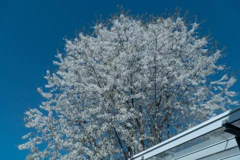 White cherry blossom tree at spring Foto stock