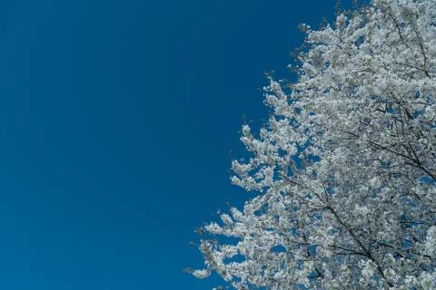 White cherry blossom tree at spring Foto stock