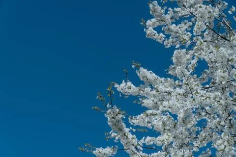 White cherry blossom tree at spring Foto stock
