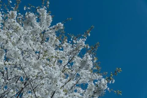 White cherry blossom tree at spring Foto stock