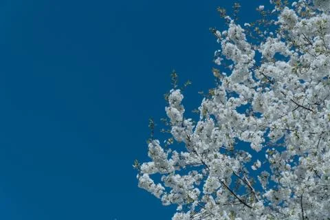 White cherry blossom tree at spring Foto stock