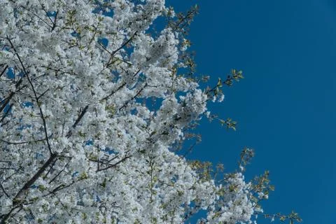 White cherry blossom tree at spring Foto stock