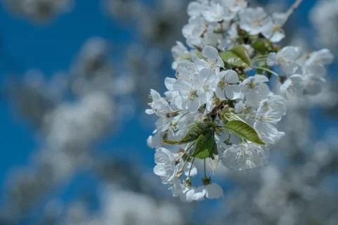 White cherry blossom tree at spring Foto stock