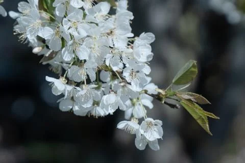 White cherry blossom tree at spring Foto stock