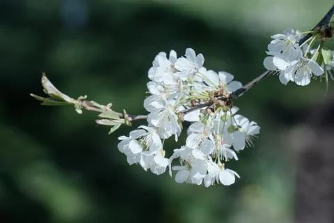 White cherry blossom tree at spring Foto stock
