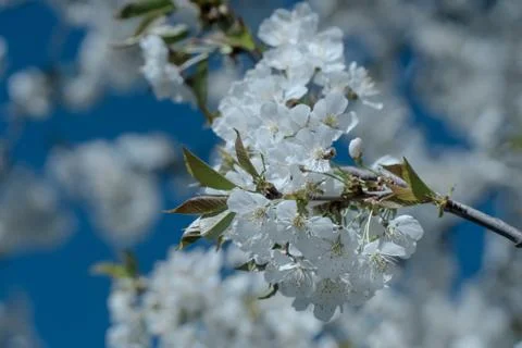 White cherry blossom tree at spring Foto stock