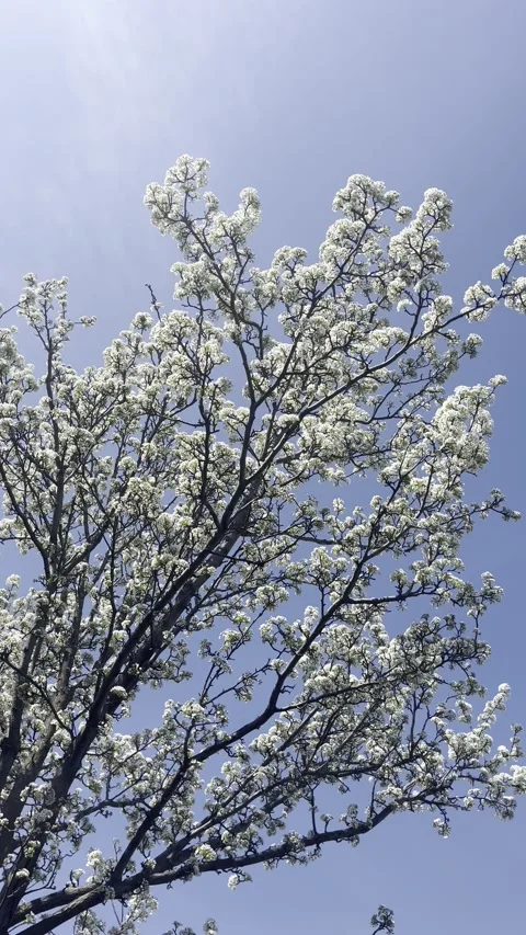 White Cherry Blossom Tree, Vertical Video Stock Footage 306554315