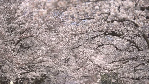 White Cherry Blossom trees Stock Footage 98678919