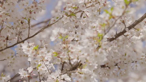 White Cherry Blossom Trees in Full Bloom Stock Footage 336224920
