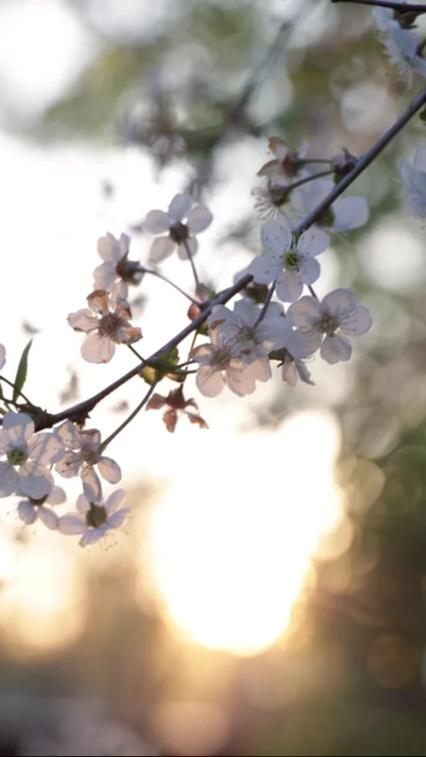 White cherry blossoms against a bright orange sunset Stock Footage 300601287