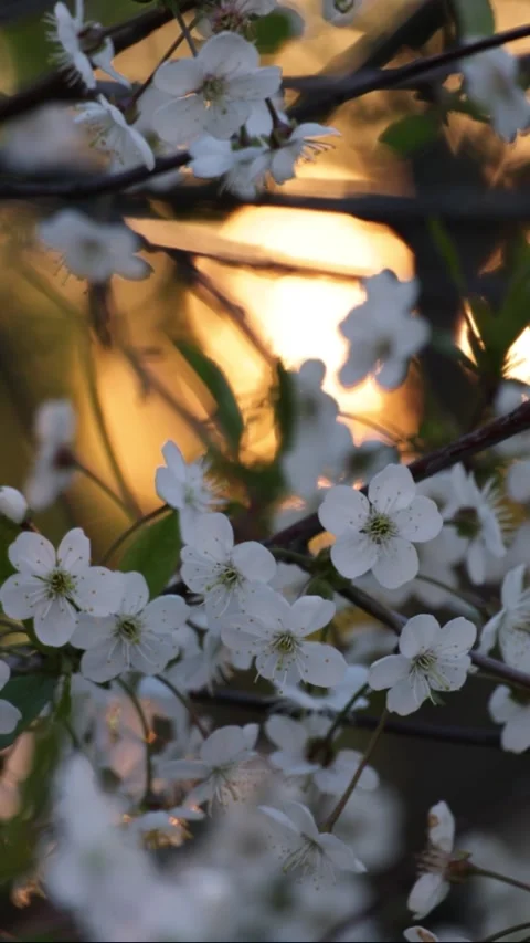 White cherry blossoms against a bright orange sunset Video stock 300601288