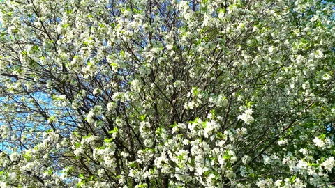 White Cherry Blossoms Against a Clear Blue Spring Sky Stock Footage 346358237
