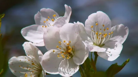 White cherry blossoms and bugs (closeup) Stock Footage 363383