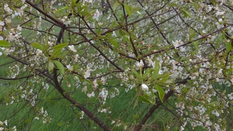 White cherry blossoms and green leaves on tree branches under falling snow .. Vídeos de archivo 334448436