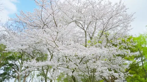 White cherry blossoms and wild birds in full bloom in spring Stock Footage 312929757