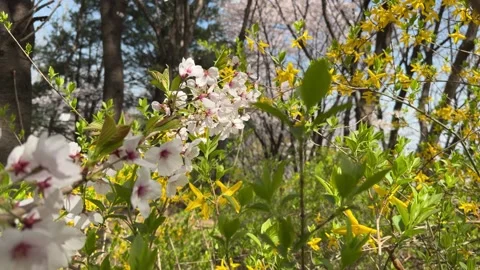 White Cherry Blossoms and Yellow Forsythia in Spring Garden Stock Footage 334231072