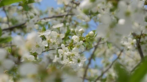 White cherry blossoms are moving under the pale wind in a day with a clear bl Stock Footage 106892437