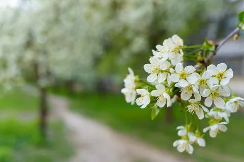 White cherry blossoms on the background of a path in the garden Stock-Fotos