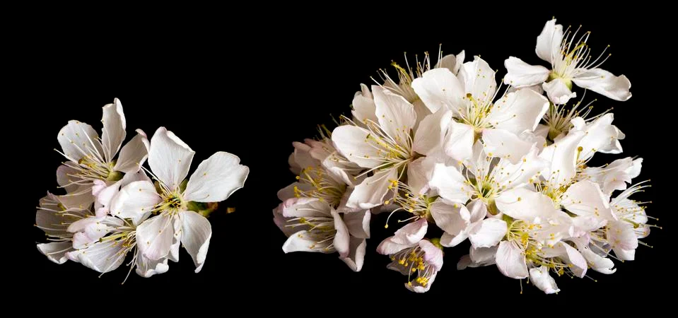 White cherry blossoms on black background Stock Photos