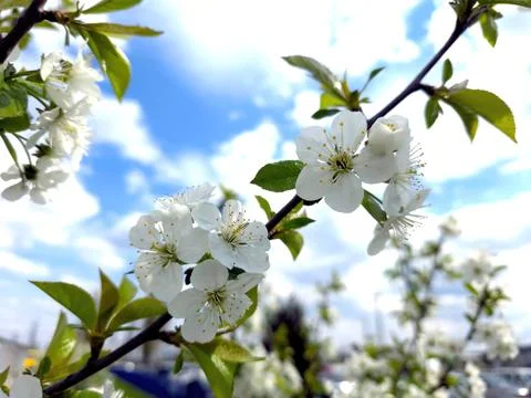 White Cherry Blossoms Bloom Under a Blue Sky in Springtime Nature Stock Photos