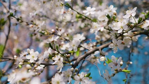 White cherry blossoms blooming on a branch in spring.  Vídeo Stock 332817541