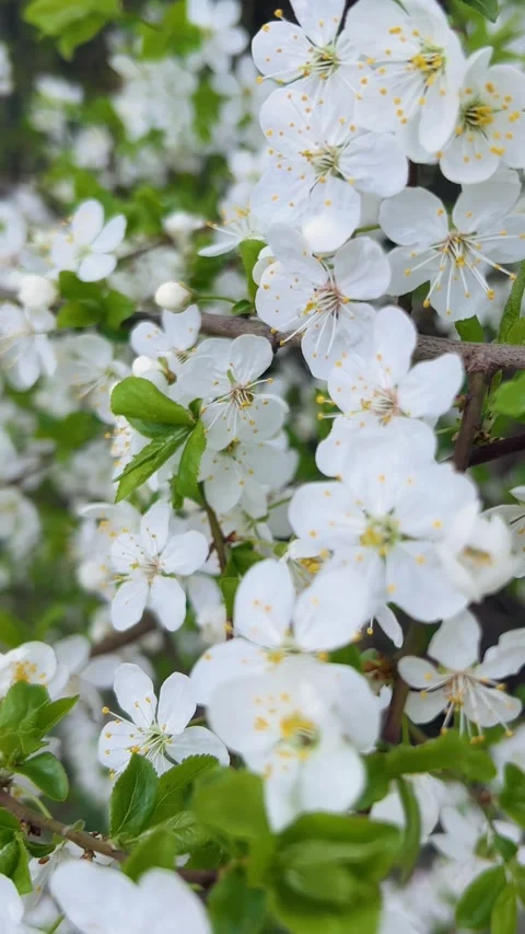 White cherry blossoms blooming on a branch in spring. Video stock 333632631