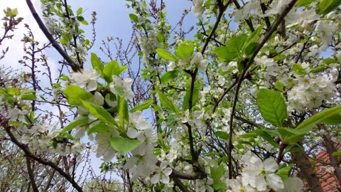 White cherry blossoms blooming on branches against blue sky Vídeos de archivo 333779174