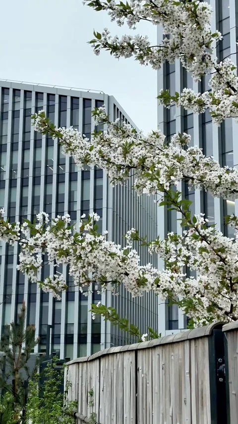 White cherry blossoms blooming with modern buildings in the background Stock Footage 308937533