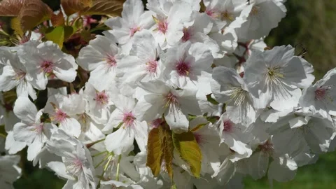 White Cherry Blossoms Blooming in Spring Sunlight Stock Footage 339217050