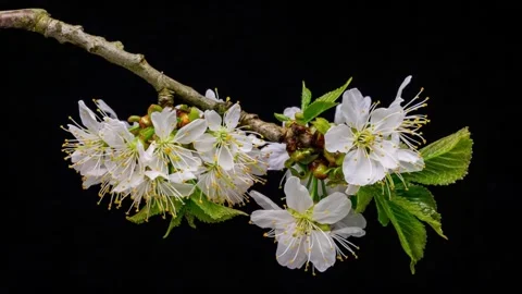 White Cherry Blossoms Blooming on a Tree Branch in Spring Видео 330742419