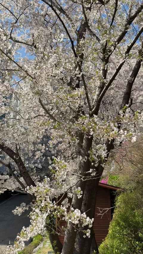 White Cherry Blossoms Blooming on Tree Branches in Spring Stock Footage 333958910