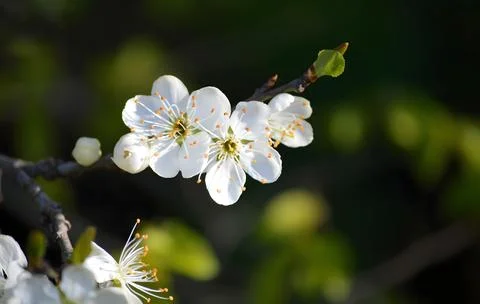 White Cherry Blossoms on Branch Close Up Stock Photos