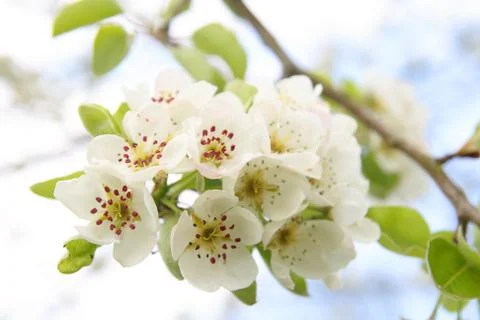 White cherry blossoms on a branch Stock Photos