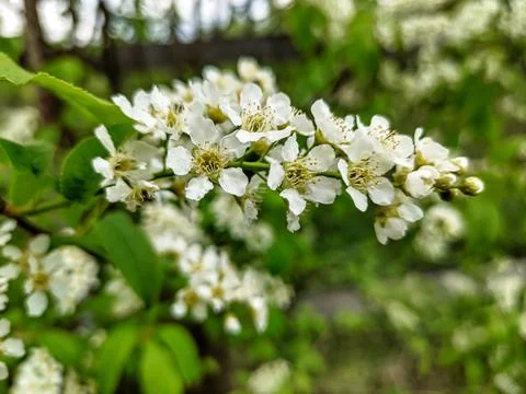White cherry blossoms on a branch in spring Stock Photos