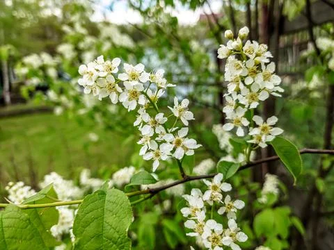 White cherry blossoms on a branch in spring Stock Photos